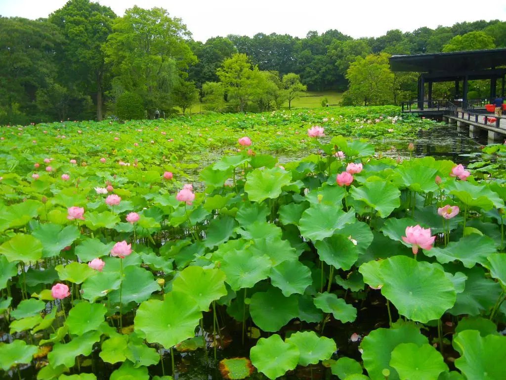 🏞️ 만박기념공원 일본 정원 (니혼테이엔) 이미지 9